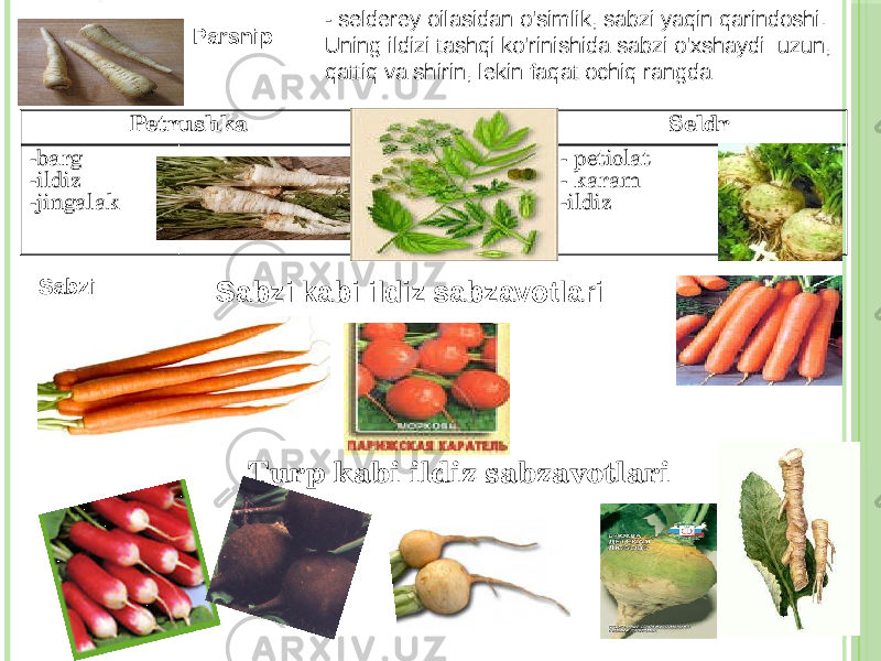 . Turp kabi ildiz sabzavotlariPetrushka Seldr -barg -ildiz -jingalak - petiolat - karam -ildizParsnip Sabzi Sabzi kabi ildiz sabzavotlari - selderey oilasidan o&#39;simlik, sabzi yaqin qarindoshi. Uning ildizi tashqi ko&#39;rinishida sabzi o&#39;xshaydi: uzun, qattiq va shirin, lekin faqat ochiq rangda 