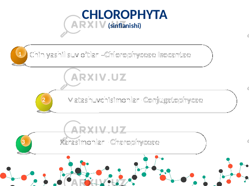 CHLOROPHYTA (sinflanishi) Chin yashil suv o’tlar – Chlorophyceae Isocantae1 Matashuvchisimonlar- Conjugatophycae2 Xarasimonlar - Charophyceae3 3 