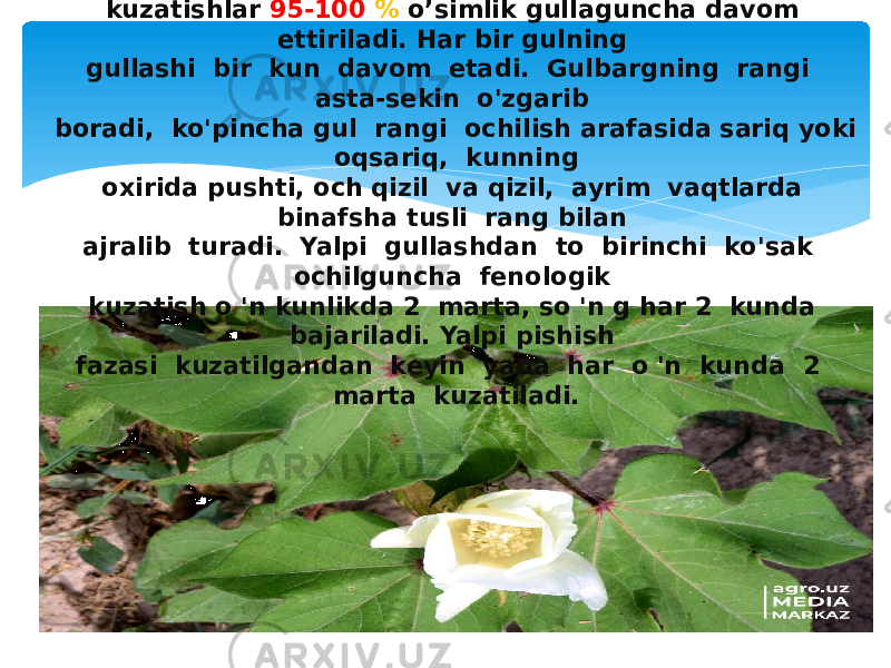 G‘o‘za gullashini kuzatish (25-30kun Ko’pchilik tajribalarda kuzatishlar 95-100 % o’simlik gullaguncha davom ettiriladi. Har bir gulning gullashi bir kun davom etadi. Gulbargning rangi asta-sekin o&#39;zgarib boradi, ko&#39;pincha gul rangi ochilish arafasida sariq yoki oqsariq, kunning oxirida pushti, och qizil va qizil, ayrim vaqtlarda binafsha tusli rang bilan ajralib turadi. Yalpi gullashdan to birinchi ko&#39;sak ochilguncha fenologik kuzatish o &#39;n kunlikda 2 marta, so &#39;n g har 2 kunda bajariladi. Yalpi pishish fazasi kuzatilgandan keyin yana har o &#39;n kunda 2 marta kuzatiladi. 