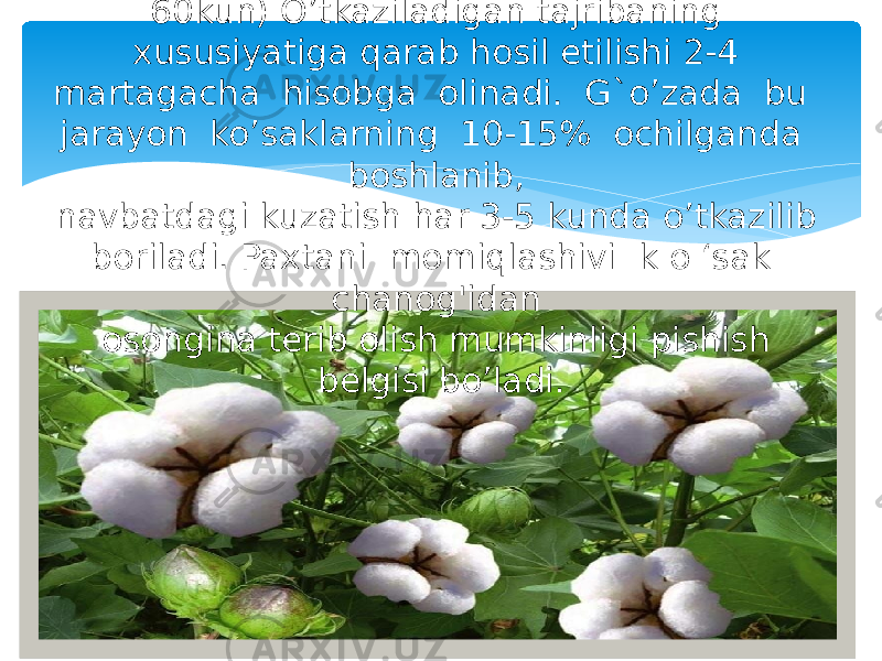 Hosil etilishini hisobga olish .(50- 60kun) O’tkaziladigan tajribaning xususiyatiga qarab hosil etilishi 2-4 martagacha hisobga olinadi. G`o’zada bu jarayon ko’saklarning 10-15% ochilganda boshlanib, navbatdagi kuzatish har 3-5 kunda o’tkazilib boriladi. Paxtani momiqlashivi k o ‘sak chanog&#39;idan osongina terib olish mumkinligi pishish belgisi bo’ladi. 