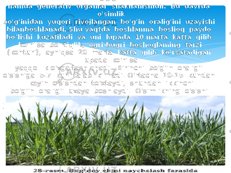 Nay o‘rash - bu bo&#39;g&#39;in oraliqlarining uzayishi yoki poya o&#39;sishi hamda generativ organlar shakllanishidir. Bu davrda o&#39;simlik bo&#39;g&#39;inidan yuqori rivojlangan bo&#39;g&#39;in oralig&#39;ini uzayishi bilanboshlanadi. Shu vaqtda boshlanma boslioq paydo bo’lishi kuzatiladi va uni lupada 10 marta katta qilib ko‘rilsa bo&#39;rtiqlik, egri-bugri boshoqlaming tarzi (konturi), ayniqsa 20 marta katta qilib ko&#39;rsatadigan lupada ko&#39;rilsa yaqqol k o&#39;zga tashlanadi. Birinchi bo&#39;g&#39;in oralig&#39;i o&#39;sishiga 5-7 kun talab kilinadi. O&#39;rtacha 10-15 kundan keyin o&#39;sishdan to&#39;xtaydi, shundan ikkinchi bo&#39;g&#39;in oralig&#39;i uzaya boshlaydi. O&#39;simlikning o&#39;sishi gullash boshlanganda to’xtaydi. Bu davr ham 20-25 kun davom etadi. 