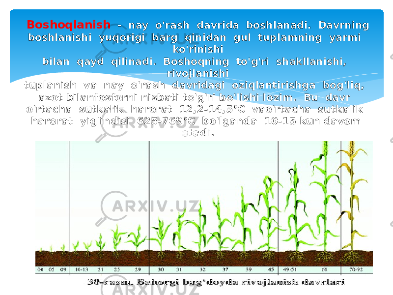 Boshoqlanish - nay o&#39;rash davrida boshlanadi. Davrning boshlanishi yuqorigi barg qinidan gul tuplamning yarmi ko&#39;rinishi bilan qayd qilinadi. Boshoqning to&#39;g&#39;ri shakllanishi, rivojlanishi tuplanish va nay o&#39;rash davridagi oziqlantirishga bog&#39;liq, azot bilanfosforni nisbati to&#39;g&#39;ri bo&#39;lishi lozim. Bu davr o&#39;rtacha sutkalik harorat 12,2-14,5°C vao&#39;rtacha sutkalik harorat yig&#39;indisi 625-769°C bo&#39;lganda 10-15 kun davom etadi. 