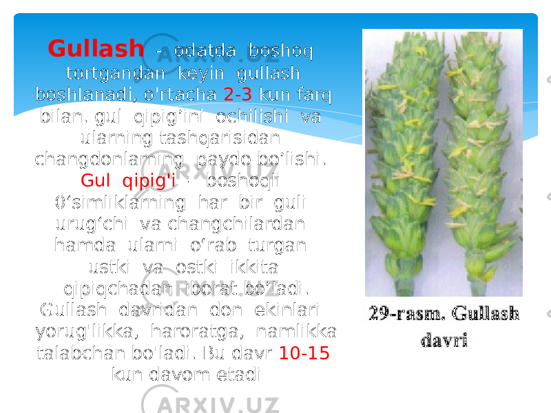 Gullash - odatda boshoq tortgandan keyin gullash boshlanadi, o&#39;rtacha 2-3 kun farq bilan. gul qipig’ini ochilishi va ularning tashqarisidan changdonlaming paydo bo’lishi. Gul qipig&#39;i - boshoqli 0‘simliklarning har bir guli urug‘chi va changchilardan hamda ularni o‘rab turgan ustki va ostki ikkita qipiqchadan iborat bo’ladi. Gullash davridan don ekinlari yorug&#39;likka, haroratga, namlikka talabchan bo&#39;ladi. Bu davr 10-15 kun davom etadi 