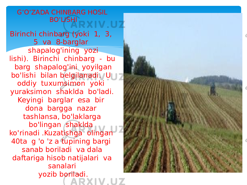 G’O’ZADA CHINBARG HOSIL BO’LISHI Birinchi chinbarg (yoki 1, 3, 5 va 8-barglar shapalog&#39;ining yozi lishi). Birinchi chinbarg - bu barg shapalog&#39;ini yoyilgan bo&#39;lishi bilan belgilanadi. U oddiy tuxumsimon yoki yuraksimon shaklda bo&#39;ladi. Keyingi barglar esa bir dona bargga nazar tashlansa, bo&#39;laklarga bo&#39;lingan shaklda ko&#39;rinadi .Kuzatishga olingan 40ta g &#39;o &#39;z a tupining bargi sanab boriladi va dala daftariga hisob natijalari va sanalari yozib boriladi. 