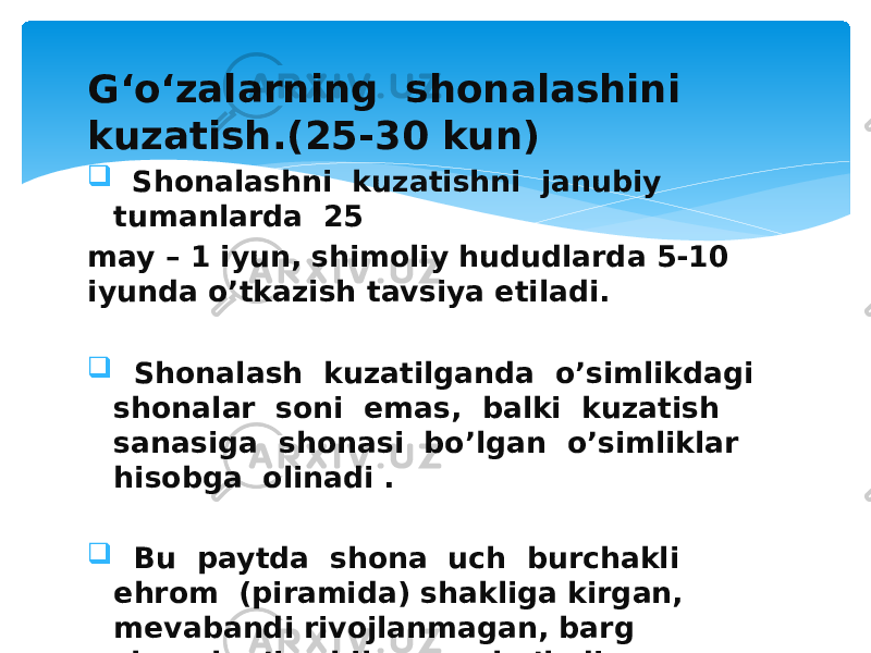 G‘o‘zalarning shonalashini kuzatish.(25-30 kun)  Shonalashni kuzatishni janubiy tumanlarda 25 may – 1 iyun, shimoliy hududlarda 5-10 iyunda o’tkazish tavsiya etiladi.  Shonalash kuzatilganda o’simlikdagi shonalar soni emas, balki kuzatish sanasiga shonasi bo’lgan o’simliklar hisobga olinadi .  Bu paytda shona uch burchakli ehrom (piramida) shakliga kirgan, mevabandi rivojlanmagan, barg shapalog’i ochilmagan bo’ladi. 