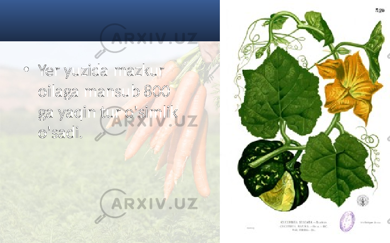 • Yer yuzida mazkur oilaga mansub 800 ga yaqin tur o&#39;simlik o&#39;sadi. 