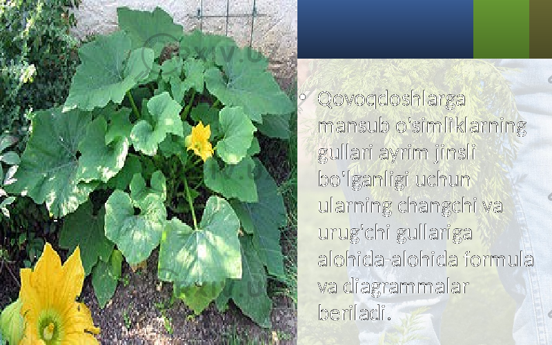 • Qovoqdoshlarga mansub o&#39;simliklarning gullari ayrim jinsli bo&#39;lganligi uchun ularning changchi va urug&#39;chi gullariga alohida-alohida formula va diagrammalar beriladi. 