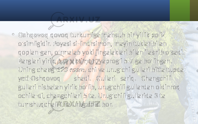 • Oshqovoq qovoq turkumiga mansub bir yillik poliz o&#39;simligidir. Poyasi si-lindrsimon, mayin tuklar bilan qoplan-gan, o&#39;rmalab yoki jingalaklari bilan ila shib o&#39;sadi. Barglari yirik, buyraksimon, yaprog&#39;i 5-7 ga bo&#39;lingan. Uning chang- 120-rasm. chi va urug&#39;chi gullari bitta tupda yeti-Oshqovoq shadi. Gullari sariq. Changchili gullari nisbatan yirik bo&#39;lib, urug&#39;chili gullardan oldinroq ochila-di, changchilari 5 ta. Urug&#39;chili gullarida 3 ta tumshuqchali 1 ta urug&#39;chisi bor. 