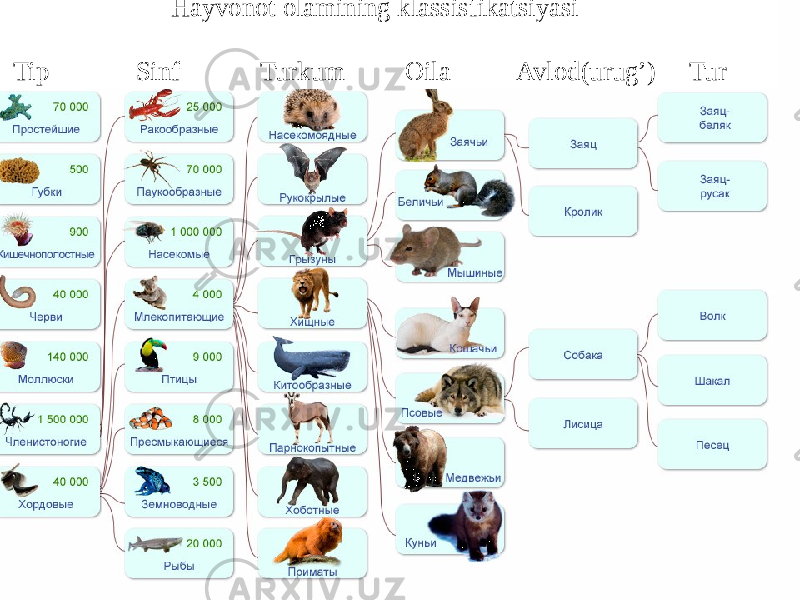 Hayvonot olamining klassisfikatsiyasi Tip Sinf Turkum Oila Avlod(urug’) Tur 