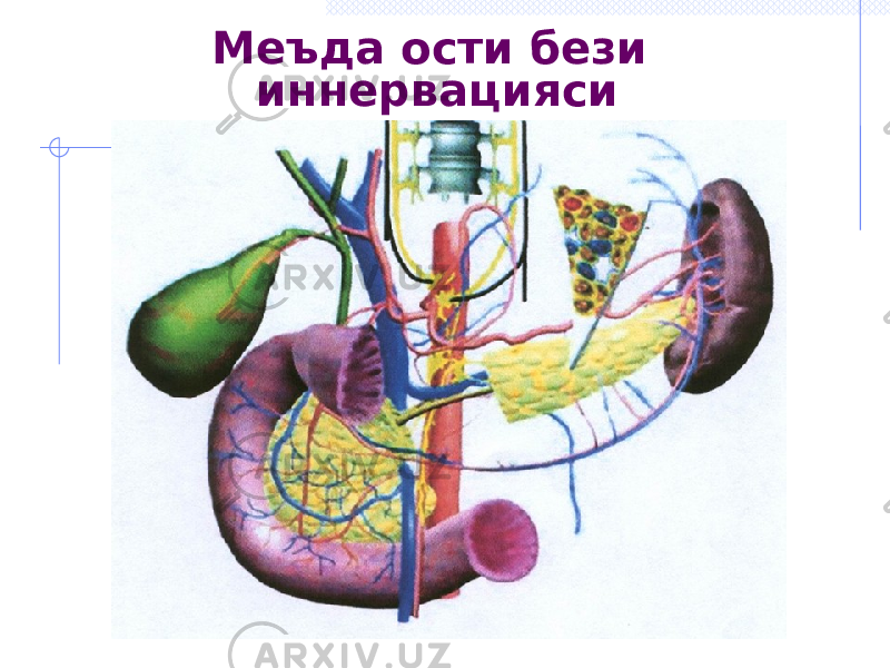 Меъда ости бези иннервацияси 