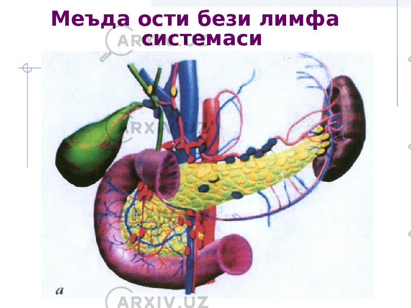 Меъда ости бези лимфа системаси 