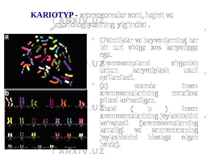 KARIOTYP - xromosomalar soni, hajmi va morfologiyasining yig&#39;indisi . • O&#39;simliklar va hayvonlarning har bir turi o&#39;ziga xos karyotipga ega. • Xromosomalarni o&#39;rganish uchun karyotiplash usuli qo&#39;llaniladi. • (a) rasmda inson xromosomalarining metafaza plitasi ko&#39;rsatilgan. • Shakl ( b ) inson xromosomalarining joylashishini ko&#39;rsatadi (xromosomalarning kattaligi va sentromeraning joylashishini hisobga olgan holda). 