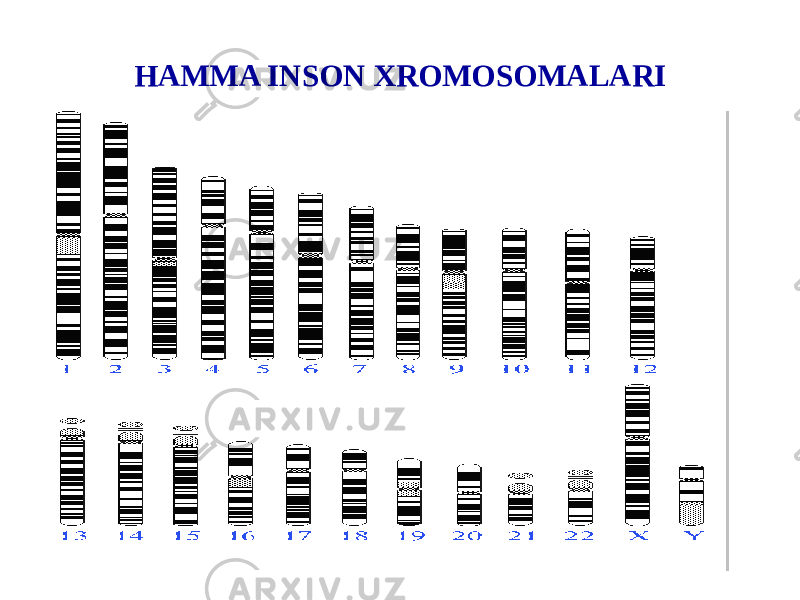 HAMMA INSON XROMOSOMALARI 