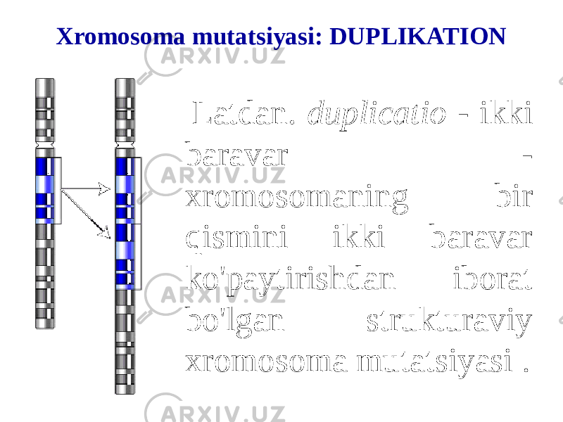 Xromosoma mutatsiyasi: DUPLIKATION Latdan. duplicatio - ikki baravar - xromosomaning bir qismini ikki baravar ko&#39;paytirishdan iborat bo&#39;lgan strukturaviy xromosoma mutatsiyasi . 