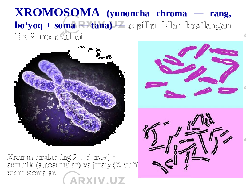 XROMOSOMA (yunoncha chroma — rang, boʻyoq + soma — tana) — oqsillar bilan bogʻlangan DNK molekulasi. Xromosomalarning 2 turi mavjud: somatik (autosomalar) va jinsiy (X va Y ) xromosomalar. 