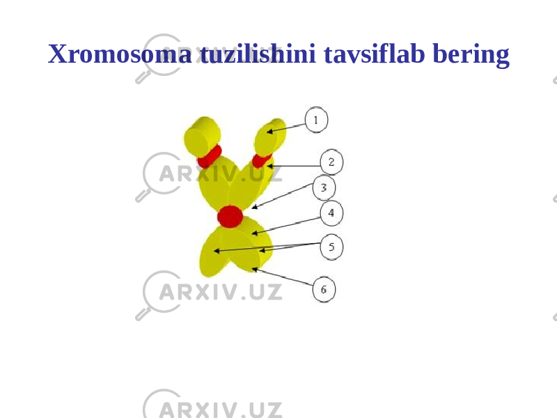 Xromosoma tuzilishini tavsiflab bering 