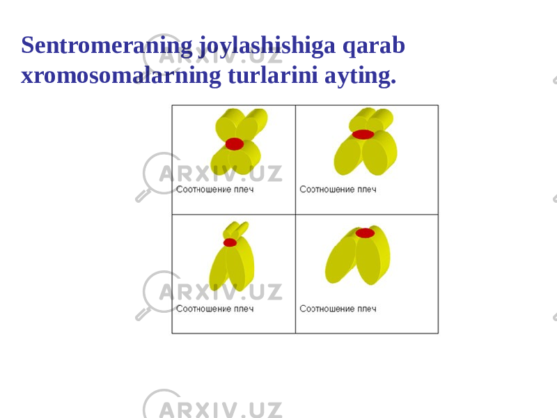 Sentromeraning joylashishiga qarab xromosomalarning turlarini ayting. 