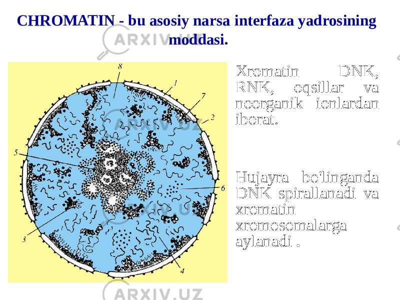 Xromatin DNK, RNK, oqsillar va noorganik ionlardan iborat. Hujayra bo&#39;linganda DNK spirallanadi va xromatin xromosomalarga aylanadi .CHROMATIN - bu asosiy narsa interfaza yadrosining moddasi. 