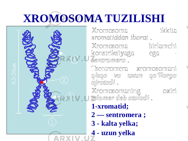 XROMOSOMA TUZILISHI Xromosoma ikkita xromatiddan iborat . Xromosoma birlamchi konstriksiyaga ega - sentromera . Tsentromera xromosomani qisqa va uzun qo&#39;llarga ajratadi . Xromosomaning oxiri telomer deb ataladi . 1-xromatid; 2 — sentromera ; 3 - kalta yelka; 4 - uzun yelka 