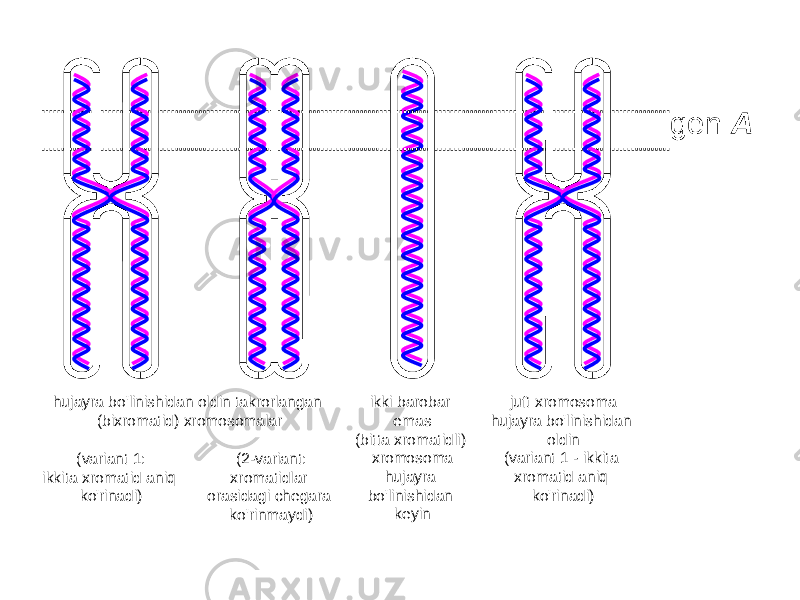 (2-variant: xromatidlar orasidagi chegara ko&#39;rinmaydi) gen A hujayra bo&#39;linishidan oldin takrorlangan (bixromatid) xromosomalar juft xromosoma hujayra bo&#39;linishidan oldin (variant 1 - ikkita xromatid aniq ko&#39;rinadi)(variant 1: ikkita xromatid aniq ko&#39;rinadi) ikki barobar emas (bitta xromatidli) xromosoma hujayra bo&#39;linishidan keyin 