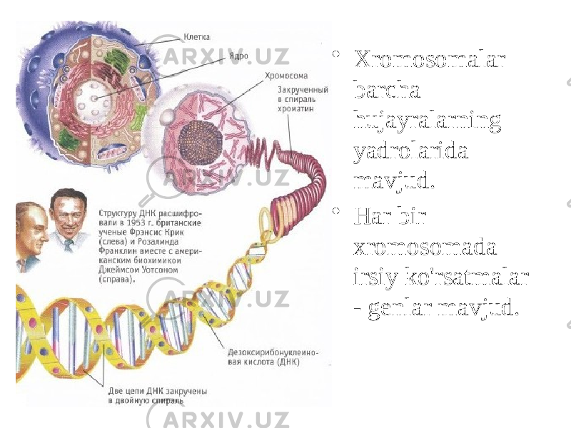 • Xromosomalar barcha hujayralarning yadrolarida mavjud. • Har bir xromosomada irsiy ko&#39;rsatmalar - genlar mavjud. 