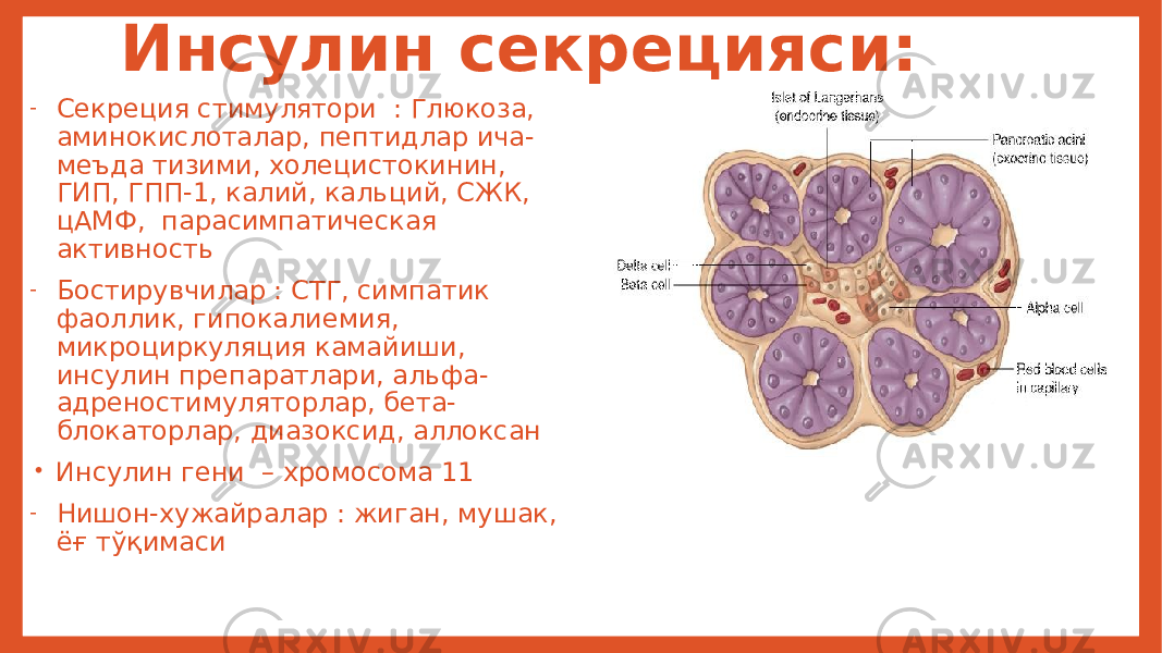  Инсулин секрецияси: - Секреция стимулятори : Глюкоза, аминокислоталар, пептидлар ича- меъда тизими, холецистокинин, ГИП, ГПП-1, калий, кальций, СЖК, цАМФ, парасимпатическая активность - Бостирувчилар : СТГ, симпатик фаоллик, гипокалиемия, микроциркуляция камайиши, инсулин препаратлари, альфа- адреностимуляторлар, бета- блокаторлар, диазоксид, аллоксан • Инсулин гени – хромосома 11 - Нишон-хужайралар : жиган, мушак, ёғ тўқимаси 