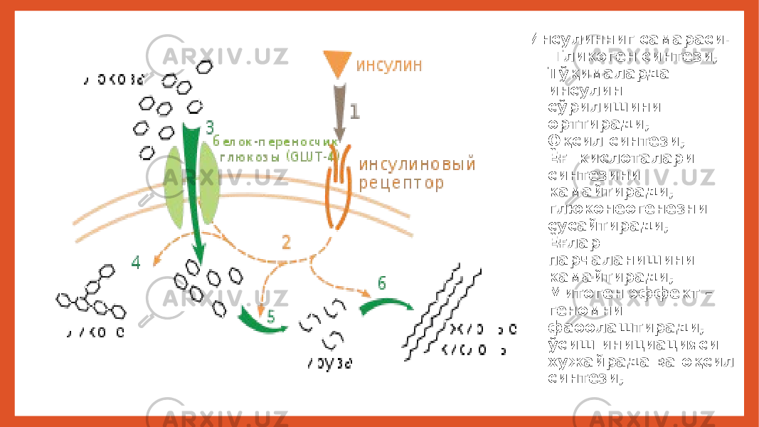 Инсулинниг самараси: - Гликоген синтези; - Тўқималарда инсулин сўрилишини орттиради; - Оқсил синтези; - Ёғ кислоталари синтезини камайтиради; - глюконеогенезни - сусайтиради; - Ёғлар парчаланишини камайтиради; - Митоген эффект – геномни фаоолаштиради; ўсиш инициацияси хужайрада ва оқсил синтези; 