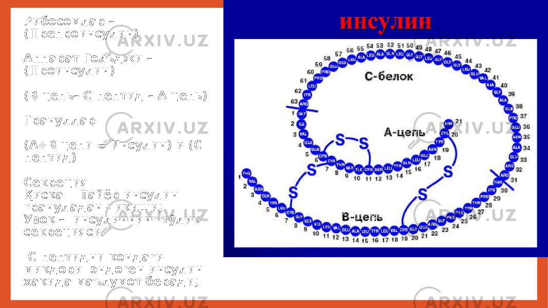 Рибосомлар – (Препроинсулин) Аппарат Гольджи – (Проинсулин) (В цепь– С-пептид – А цепь) Грануллар (А+В цепи = Инсулин) и (С- пептид) Секреция Қисқа - Тайёр инсулин грануладан чиқиши; Узоқ – инсулиннинг тўлиқ секрецияси С-пептидни қондаги миқдори эндоген инсулин хақида маълумот беради; 