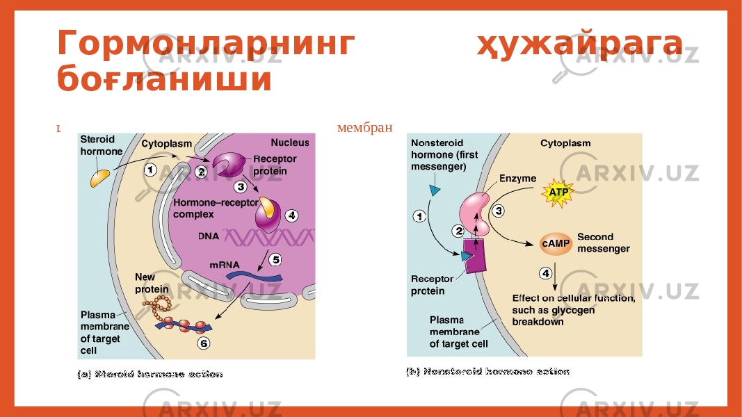 Гормонларнинг ҳужайрага боғланиши цитоплазма ва ядро рецепторлари мембрана рецепторлари орқали 