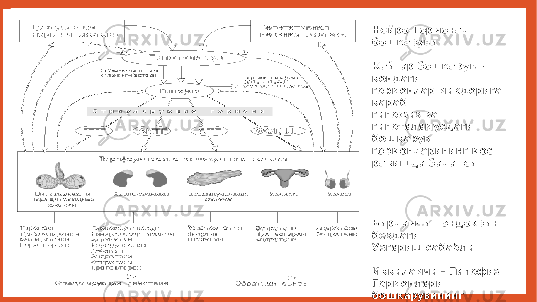 Нейро-Гормонал бошкаруви Кайтар бошкарув – кондаги гормонлар микдорига караб гипофиз ва гипоталамусдаги бошкарув гормонларининг мос равишда баланси Бирламчи – эндокрин бездаги Узгариш сабабли Иккиламчи – Гипофиз Гормонлари бошкарувининг бузилиши сабабли Учламчи – гипоталамик бошкарувда бузилишлар сабабли 