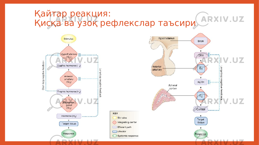 Қайтар реакция: Қисқа ва узоқ рефлекслар таъсири 