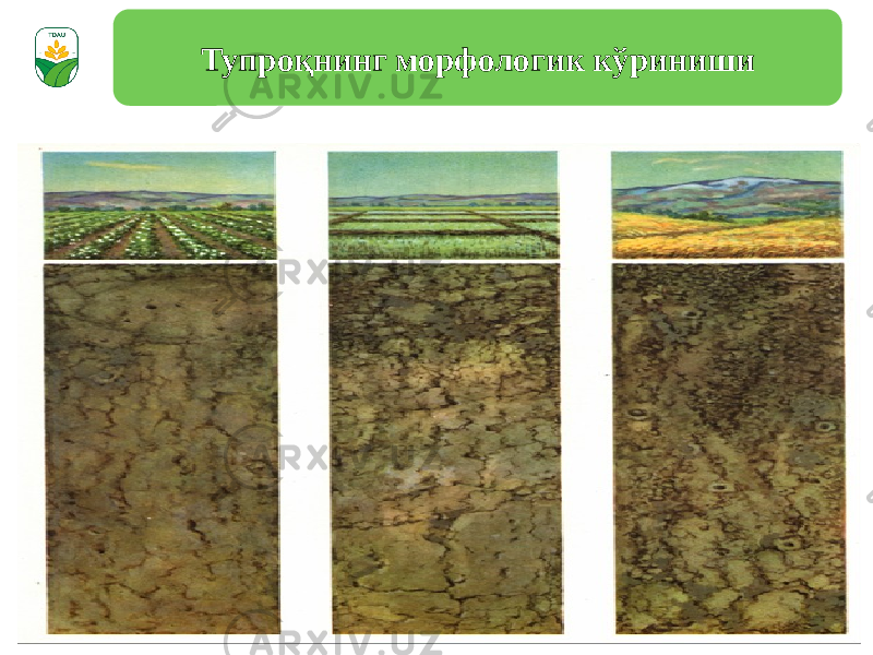 Тупроқнинг морфологик кўриниши 