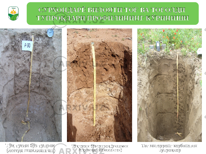 Тўқ тусли бўз тупроқ (лессда шаклланган) Тўқ тусли бўз тупроқ (учламчи ётқизиқда шаклланган) Тоғ жигарранг карбонатли тупроқларСУРХОНДАРЁ ВИЛОЯТИ ТОҒ ВА ТОҒОЛДИ ТУПРОҚЛАРИ ПРОФИЛИНИНГ КЎРИНИШИ 