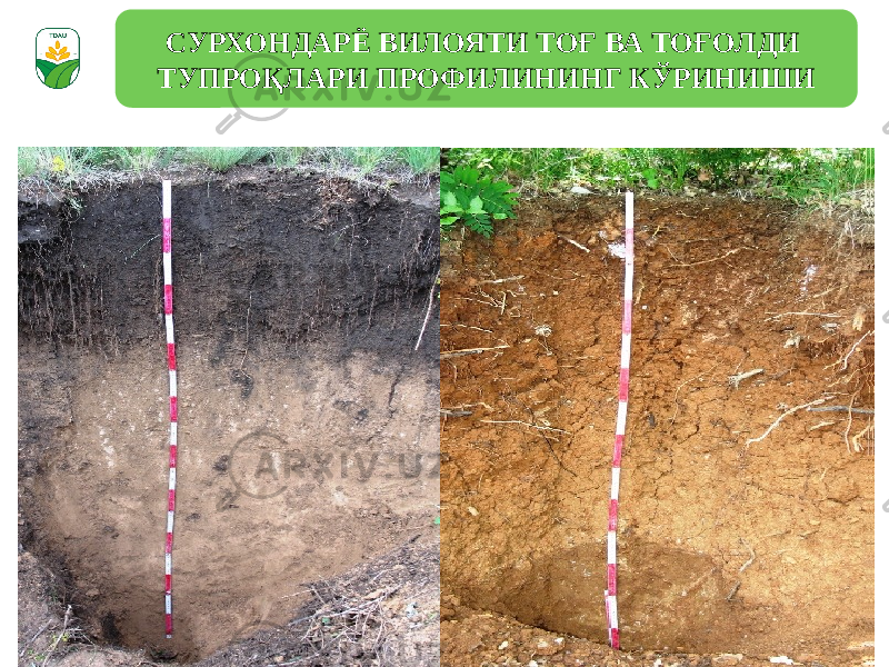 СУРХОНДАРЁ ВИЛОЯТИ ТОҒ ВА ТОҒОЛДИ ТУПРОҚЛАРИ ПРОФИЛИНИНГ КЎРИНИШИ 