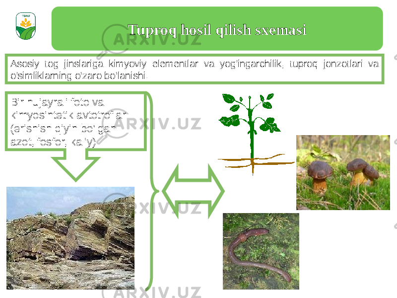 Tuproq hosil qilish sxemasi Asosiy tog jinslariga kimyoviy elementlar va yog&#39;ingarchilik, tuproq jonzotlari va o&#39;simliklarning o’zaro bo’lanishi. Bir hujayrali foto va kimyosintetik avtotroflar (erishish qiyin bo&#39;lgan azot, fosfor, kaliy) 