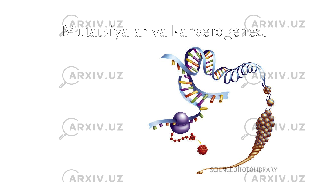 Mutatsiyalar va kanserogenez. 