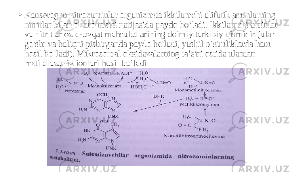 • Kanserogen nitrozaminlar organizmda ikkilamchi alifatik aminlarning nitritlar bilan o&#39;zaro ta&#39;siri natijasida paydo boʻladi. Ikkilamchi aminlar va nitritlar oziq-ovqat mahsulotlarining doimiy tarkibiy qismidir (ular go&#39;sht va baliqni pishirganda paydo bo&#39;ladi, yashil oʻsimliklarda ham hosil boʻladi). Mikrosomal oksidazalarning taʼsiri ostida ulardan metildiazoniy ionlari hosil boʻladi. 