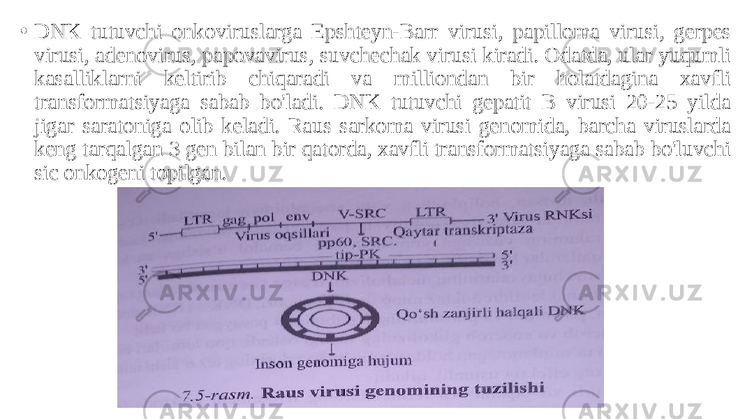 • DNK tutuvchi onkoviruslarga Epshteyn-Barr virusi, papilloma virusi, gerpes virusi, adenovirus, papovavirus, suvchechak virusi kiradi. Odatda, ular yuqumli kasalliklarni keltirib chiqaradi va milliondan bir holatdagina xavfli transformatsiyaga sabab bo&#39;ladi. DNK tutuvchi gepatit B virusi 20-25 yilda jigar saratoniga olib keladi. Raus sarkoma virusi genomida, barcha viruslarda keng tarqalgan 3 gen bilan bir qatorda, xavfli transformatsiyaga sabab bo&#39;luvchi sic onkogeni topilgan. 