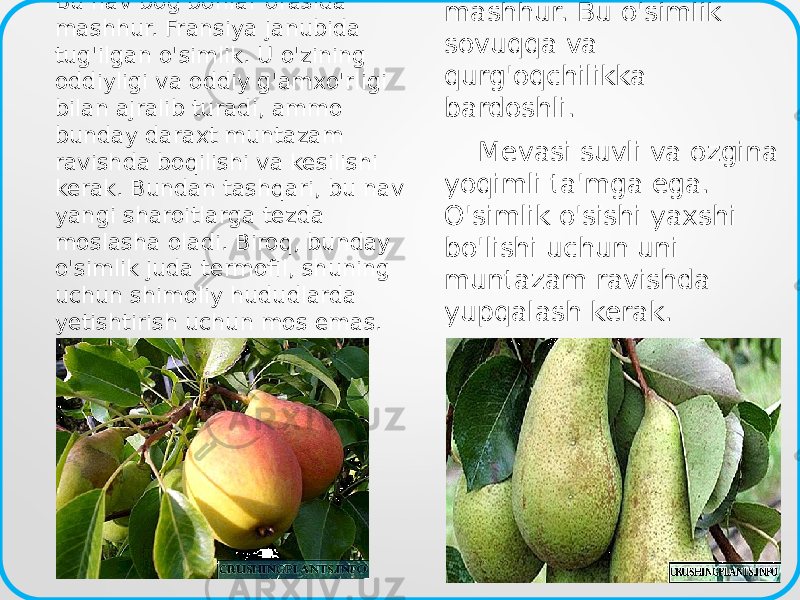 “ Gersog” Bu nav bog&#39;bonlar orasida mashhur. Fransiya janubida tug&#39;ilgan o&#39;simlik. U o&#39;zining oddiyligi va oddiy g&#39;amxo&#39;rligi bilan ajralib turadi, ammo bunday daraxt muntazam ravishda boqilishi va kesilishi kerak. Bundan tashqari, bu nav yangi sharoitlarga tezda moslasha oladi. Biroq, bunday o&#39;simlik juda termofil, shuning uchun shimoliy hududlarda yetishtirish uchun mos emas. “ Davolash&#34; Ushbu nav eng mashhur. Bu o&#39;simlik sovuqqa va qurg&#39;oqchilikka bardoshli. Mevasi suvli va ozgina yoqimli ta&#39;mga ega. O&#39;simlik o&#39;sishi yaxshi bo&#39;lishi uchun uni muntazam ravishda yupqalash kerak. 