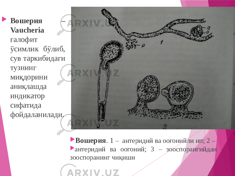  Вошерия – Vaucheria галофит ўсимлик бўлиб, сув таркибидаги тузнинг миқдорини аниқлашда индикатор сифатида фойдаланилади.  Вошерия . 1 – антеридий ва оогонийли ип; 2 –  антеридий ва оогоний; 3 – зооспорангийдан зооспоранинг чиқиши 