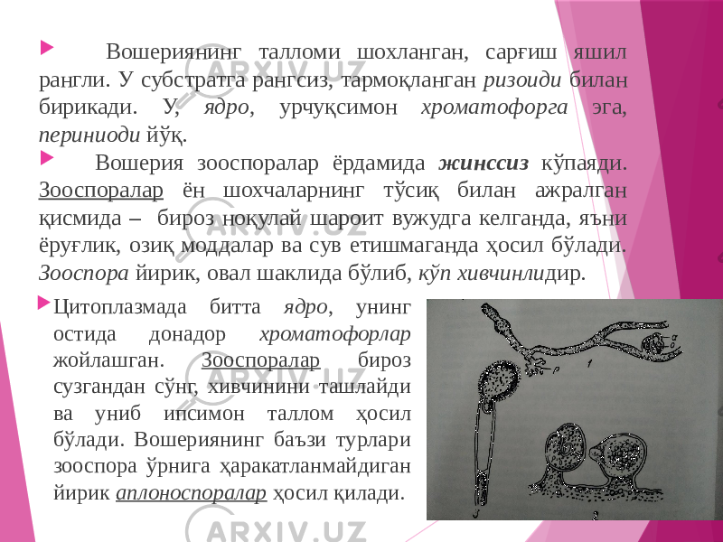  Вошериянинг талломи шохланган, сарғиш яшил рангли. У субстратга рангсиз, тармоқланган ризоиди билан бирикади. У, ядро, урчуқсимон хроматофорга эга, периниоди йўқ.  Вошерия зооспоралар ёрдамида жинссиз кўпаяди. Зооспоралар ён шохчаларнинг тўсиқ билан ажралган қисмида – бироз ноқулай шароит вужудга келганда, яъни ёруғлик, озиқ моддалар ва сув етишмаганда ҳосил бўлади. Зооспора йирик, овал шаклида бўлиб, кўп хивчинли дир.  Цитоплазмада битта ядро , унинг остида донадор хроматофорлар жойлашган. Зооспоралар бироз сузгандан сўнг, хивчинини ташлайди ва униб ипсимон таллом ҳосил бўлади. Вошериянинг баъзи турлари зооспора ўрнига ҳаракатланмайдиган йирик аплоноспоралар ҳосил қилади. 