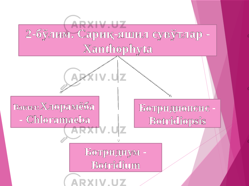 2-бўлим. Сариқ-яшил сувўтлар - Xanthophyta Вакил: Хлорамёба - Chloramaeba Ботридиопсис - Botridiopsis Ботридиум - Botridium 