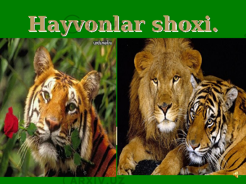 Hayvonlar shoxi.Hayvonlar shoxi. 