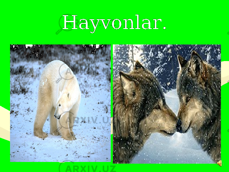 Hayvonlar. 