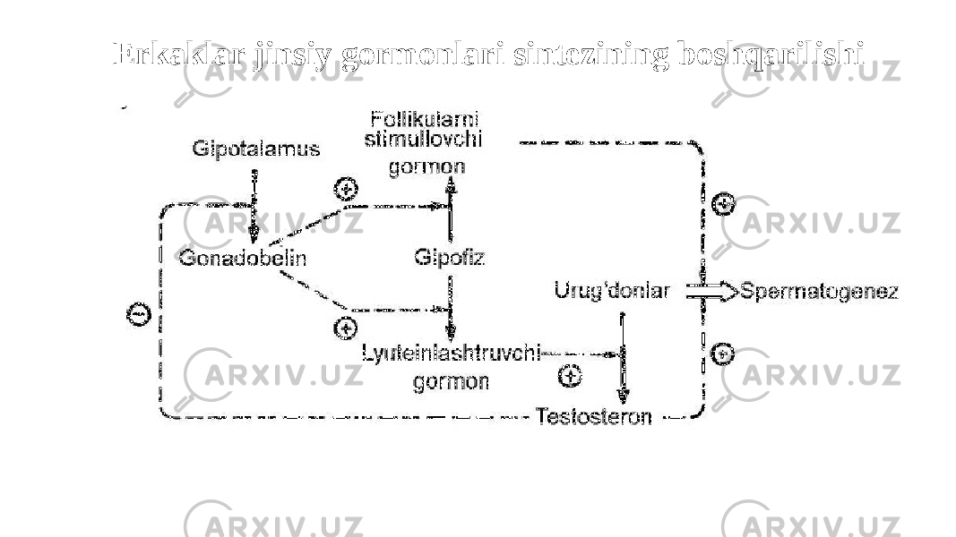 Erkaklar jinsiy gormonlari sintezining boshqarilishi 