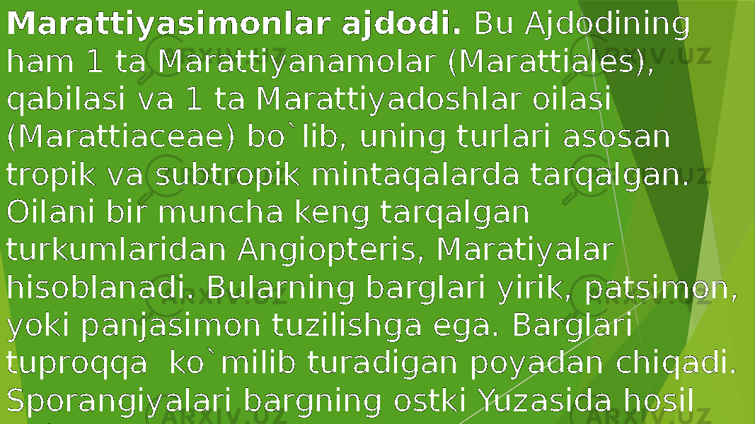 Marattiyasimonlar ajdodi. Bu Ajdodining ham 1 ta Marattiyanamolar (Marattiales), qabilasi va 1 ta Marattiyadoshlar oilasi (Marattiaceae) bo`lib, uning turlari asosan tropik va subtropik mintaqalarda tarqalgan. Oilani bir muncha keng tarqalgan turkumlaridan Angiopteris, Maratiyalar hisoblanadi. Bularning barglari yirik, patsimon, yoki panjasimon tuzilishga ega. Barglari tuproqqa ko`milib turadigan poyadan chiqadi. Sporangiyalari bargning ostki Yuzasida hosil bo`ladi. Gametofiti erning ustki yuza qismida rivojlanadi. 