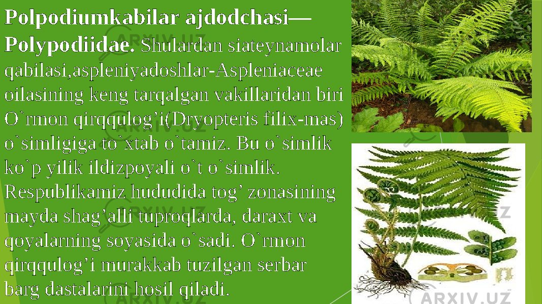 Polpodiumkabilar ajdodchasi— Polypodiidae. Shulardan siateynamolar qabilasi,aspleniyadoshlar-Aspleniaceae oilasining keng tarqalgan vakillaridan biri O`rmon qirqqulog’i(Dryopteris filix-mas) o`simligiga to`xtab o`tamiz. Bu o`simlik ko`p yilik ildizpoyali o`t o`simlik. Respublikamiz hududida tog’ zonasining mayda shag’alli tuproqlarda, daraxt va qoyalarning soyasida o`sadi. O`rmon qirqqulog’i murakkab tuzilgan serbar barg dastalarini hosil qiladi. 