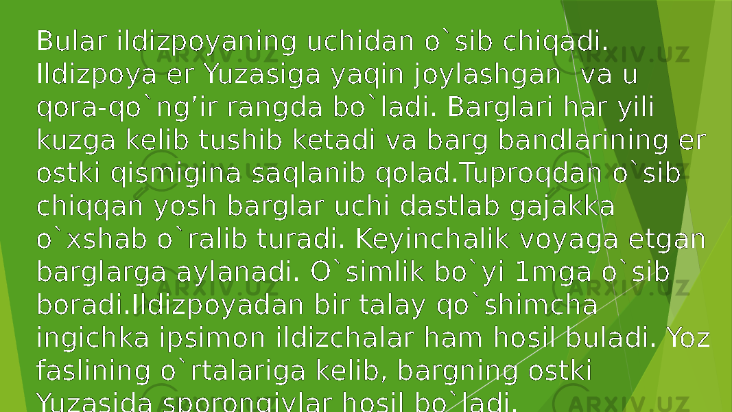 Bular ildizpoyaning uchidan o`sib chiqadi. Ildizpoya er Yuzasiga yaqin joylashgan va u qora-qo`ng’ir rangda bo`ladi. Barglari har yili kuzga kelib tushib ketadi va barg bandlarining er ostki qismigina saqlanib qolad.Tuproqdan o`sib chiqqan yosh barglar uchi dastlab gajakka o`xshab o`ralib turadi. Keyinchalik voyaga etgan barglarga aylanadi. O`simlik bo`yi 1mga o`sib boradi.Ildizpoyadan bir talay qo`shimcha ingichka ipsimon ildizchalar ham hosil buladi. Yoz faslining o`rtalariga kelib, bargning ostki Yuzasida sporongiylar hosil bo`ladi. 