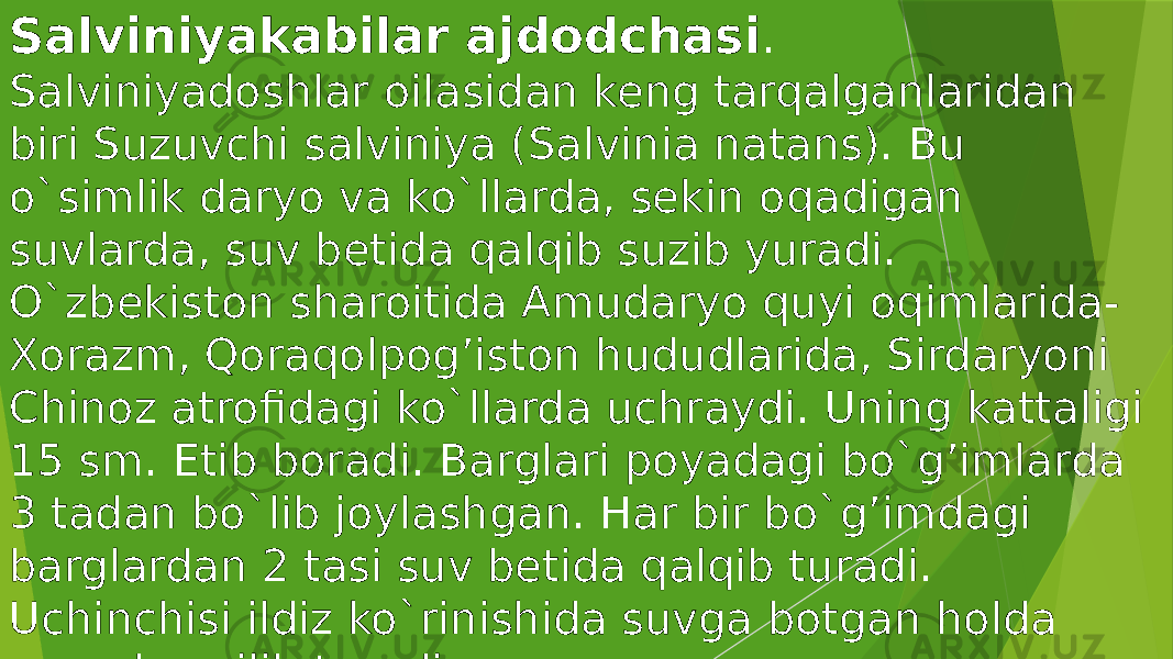 Salviniyakabilar ajdodchasi . Salviniyadoshlar oilasidan keng tarqalganlaridan biri Suzuvchi salviniya (Salvinia natans). Bu o`simlik daryo va ko`llarda, sekin oqadigan suvlarda, suv betida qalqib suzib yuradi. O`zbekiston sharoitida Amudaryo quyi oqimlarida- Xorazm, Qoraqolpog’iston hududlarida, Sirdaryoni Chinoz atrofidagi ko`llarda uchraydi. Uning kattaligi 15 sm. Etib boradi. Barglari poyadagi bo`g’imlarda 3 tadan bo`lib joylashgan. Har bir bo`g’imdagi barglardan 2 tasi suv betida qalqib turadi. Uchinchisi ildiz ko`rinishida suvga botgan holda poyada osilib turadi 