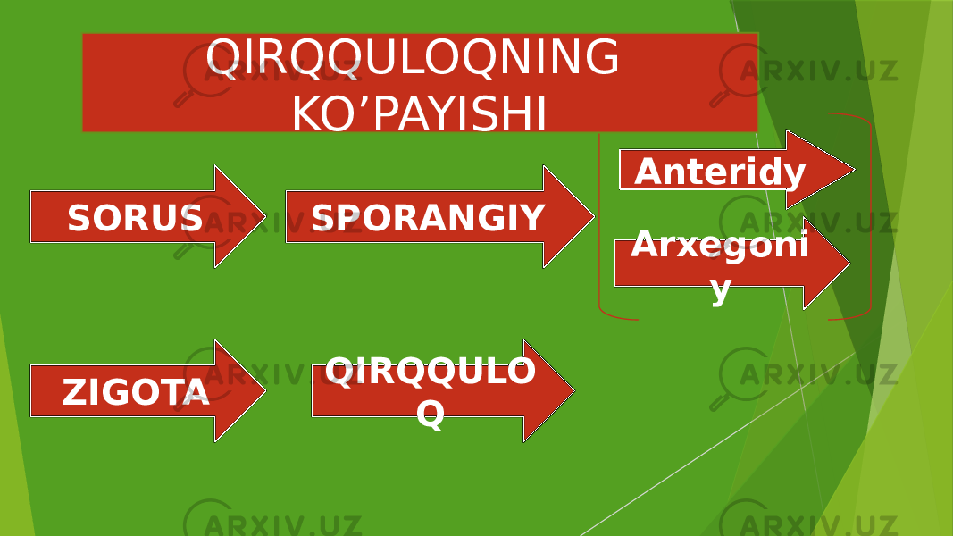 SORUS SPORANGIY Anteridy Arxegoni y ZIGOTA QIRQQULO QQIRQQULOQNING KO’PAYISHI 